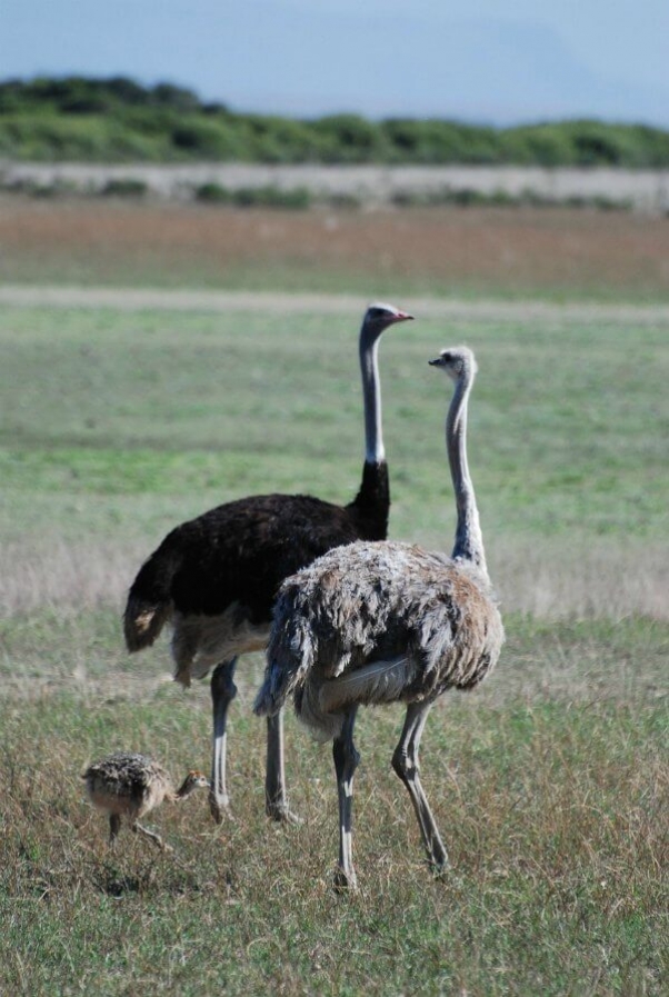 ostrich-786259_1280