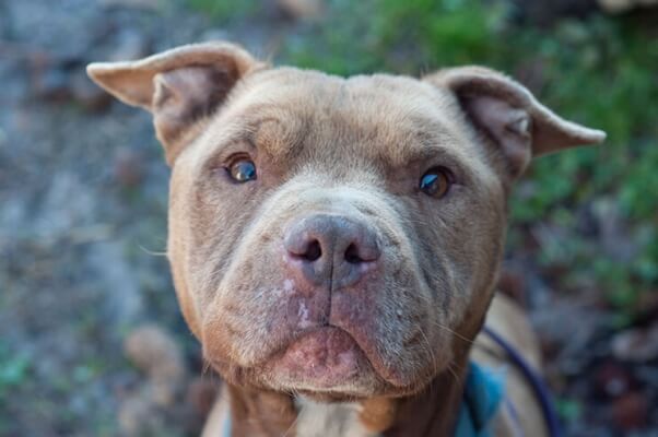 outside-dog-cap-pitbull-MC