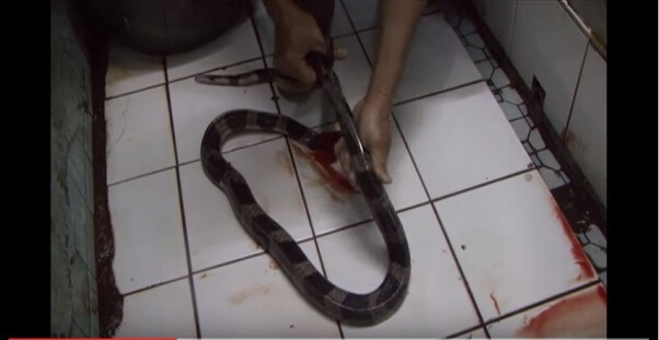 Snake being skinned alive