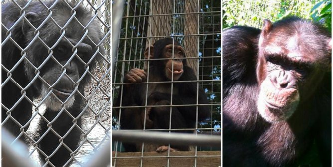 Help Free Louie the Chimpanzee
