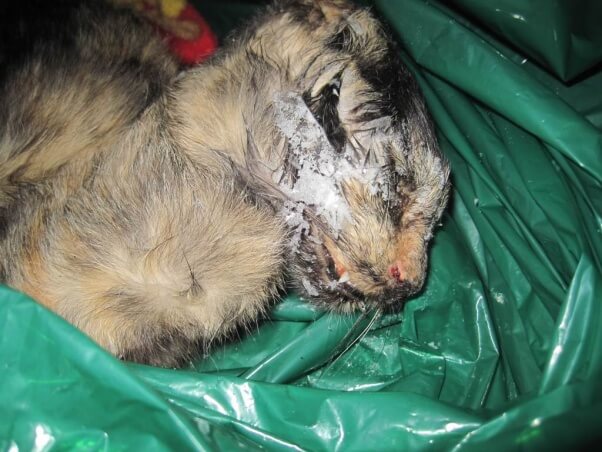 Pirelli died after being denied veterinary care for an apparent respiratory infection.