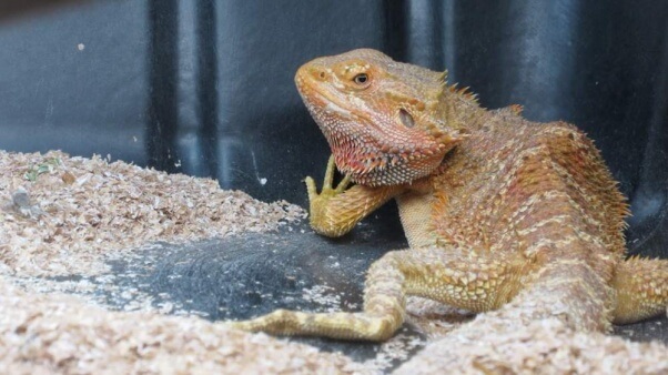 bearded dragon Esmerelda