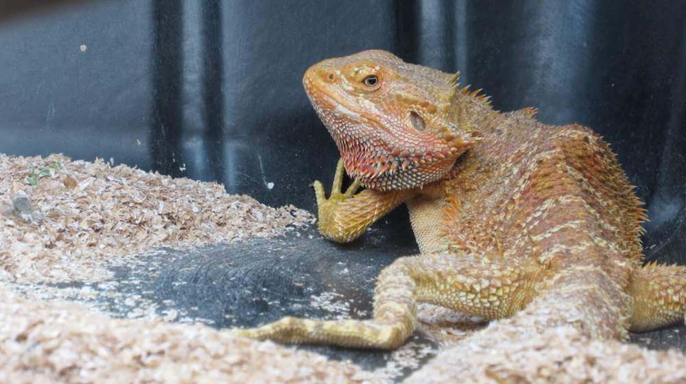 Bearded dragon lizards behind salmonella outbreak, CDC says