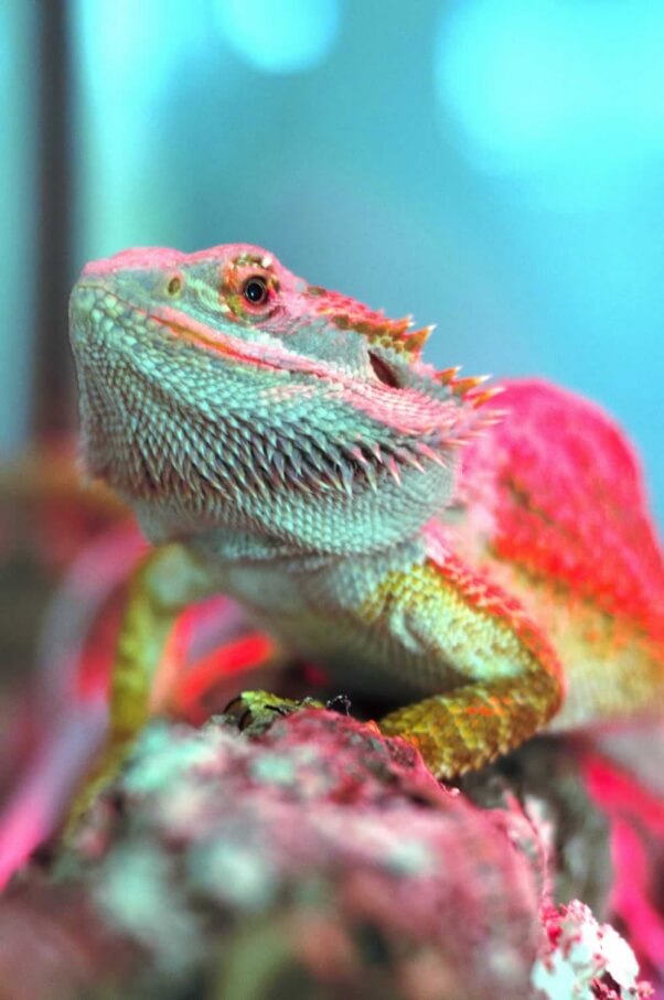 Bearded dragon_02.02_04