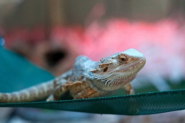 Bearded dragon_02.02_08