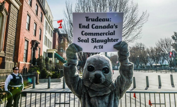 PETA's 'seal' protests Canadian seal slaughter