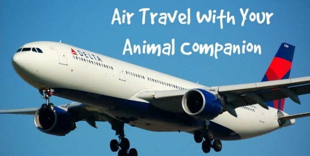 companion pets on planes