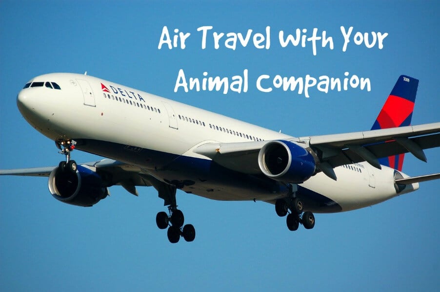 Air Travel With Your Animal Companion | PETA