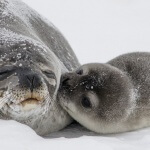 India Bans Seal Fur, Further Crushing Seal Slaughter