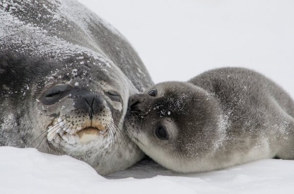 Mama and baby seal