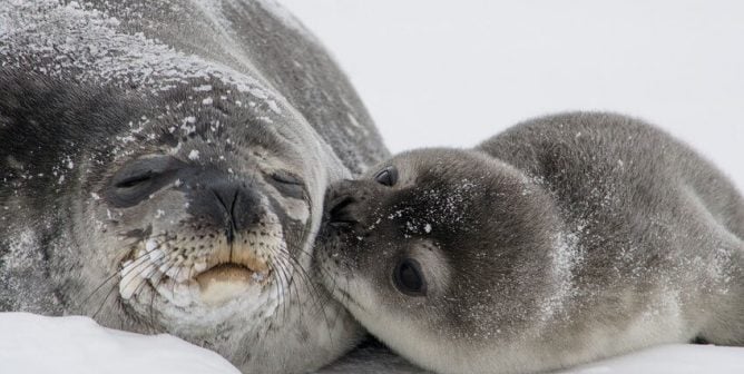 Mother’s Day Activities: Let’s Celebrate Animal Moms, Too