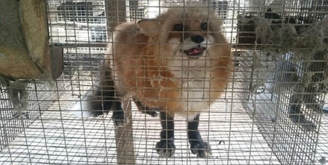 fox on fur farm