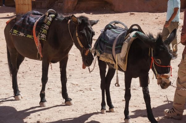 Two donkeys struggling in the heat