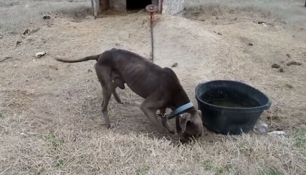 help chained dog emaciated dog