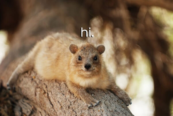 hi-hyrax