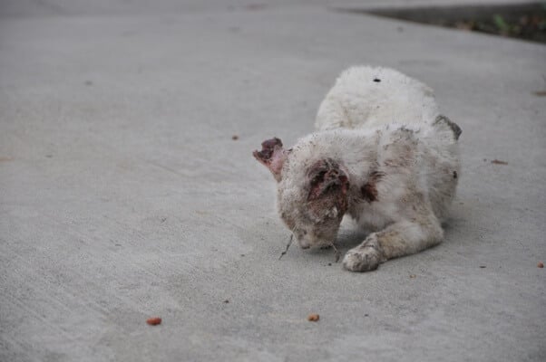 Mangy Coyote Pups Rescued From Rosehill Cemetery And Being Treated Thanks  To Neighbors' Calls For Help