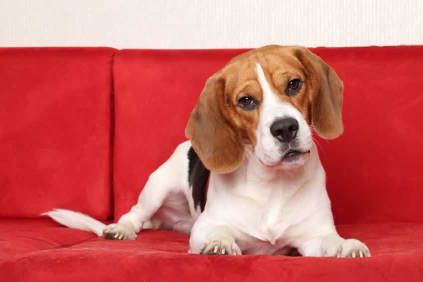 Cute beagle on red couch