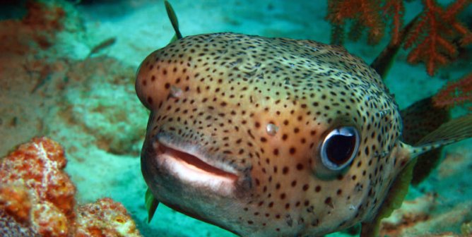 a colorful puffer fish speckled with polka dots