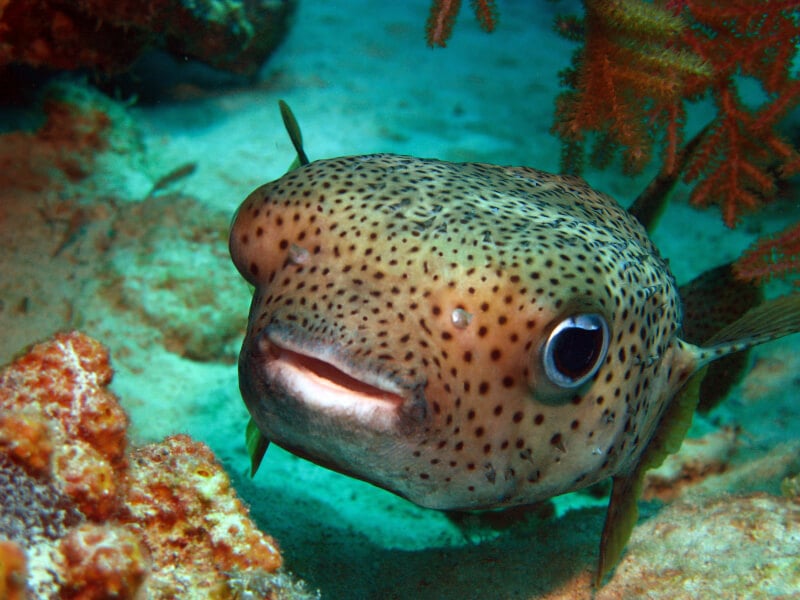 a colorful puffer fish speckled with polka dots
