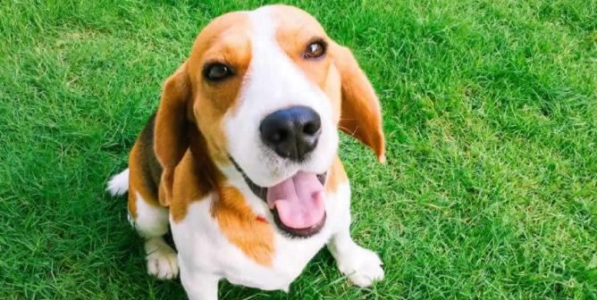 Miley Cyrus Adopts Beagle Rescued From Laboratory