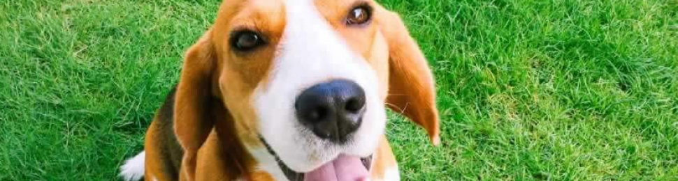 Beagle sitting on green grass