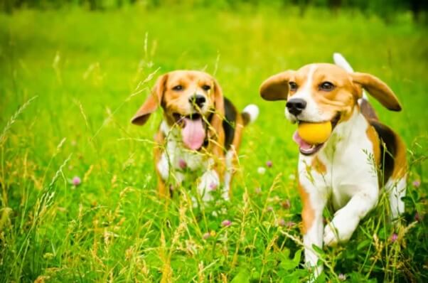 Beagles