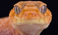 Why You Should Never Buy a Gecko