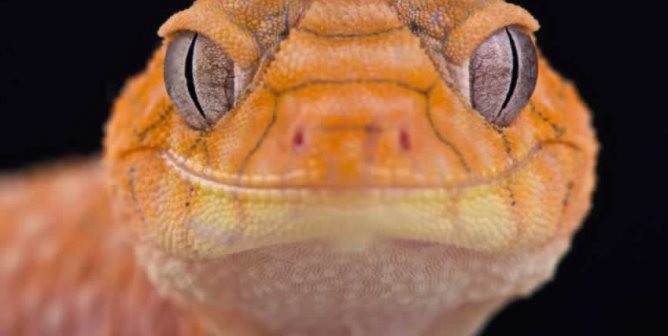 Why You Should Never Buy a Gecko