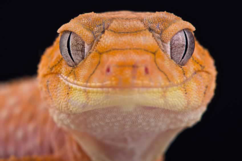 iStock 000077546633 reptiles4all Why You Shouldn’t Buy a Gecko