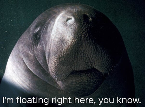 manatee-beauty-standards