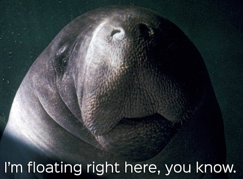Manatee Appreciation Day Should Be Every Day | PETA