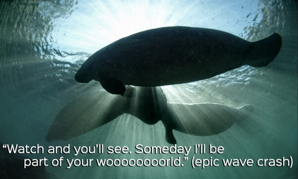 Manatee Appreciation Day Should Be Every Day | PETA