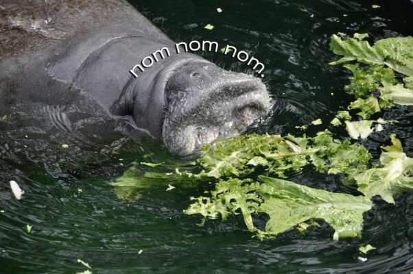 Manatee Appreciation Day Should Be Every Day | PETA
