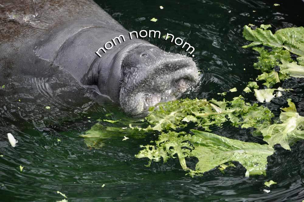 manatee appreciation day: vegan noms