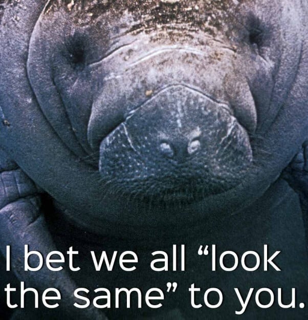 manatees-are-people-too