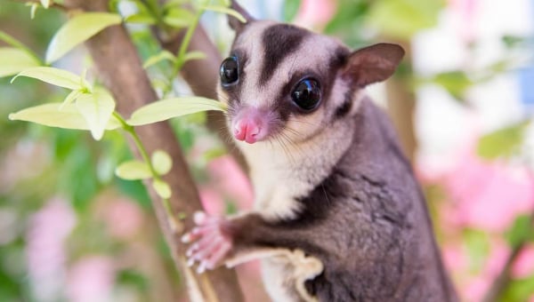 sugar gliders as pets