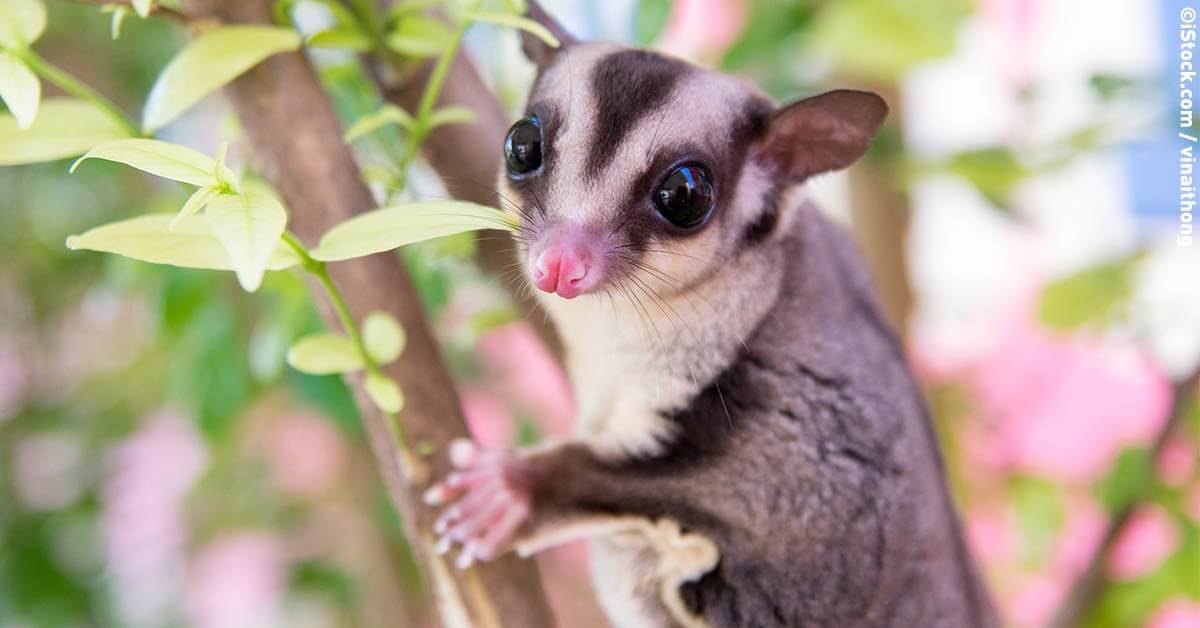 Here's Why You Should Never Buy Sugar Gliders as Pets | PETA
