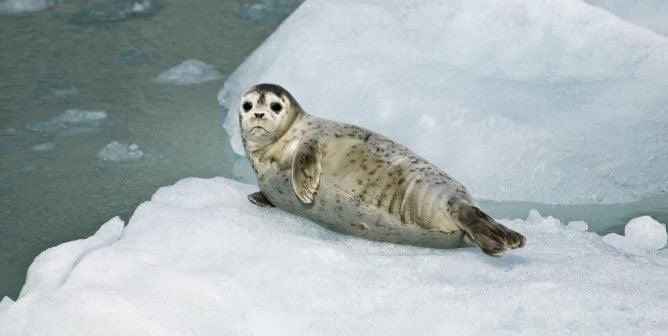 Striking, Checking, and Bleeding: Canada’s ‘Humane’ Seal-Slaughter Process