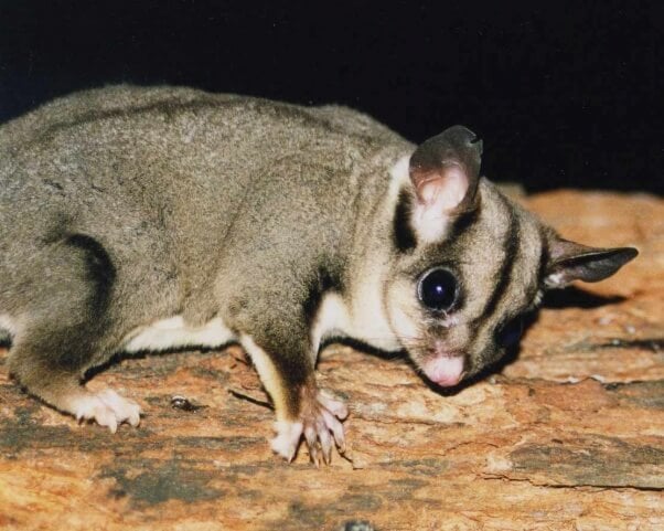 sugar glider