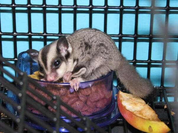 sugar-glider-in-cage