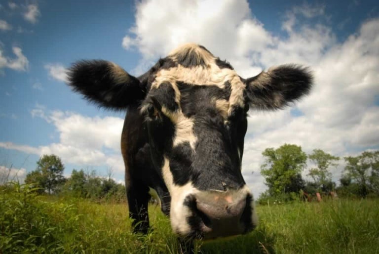 Cow