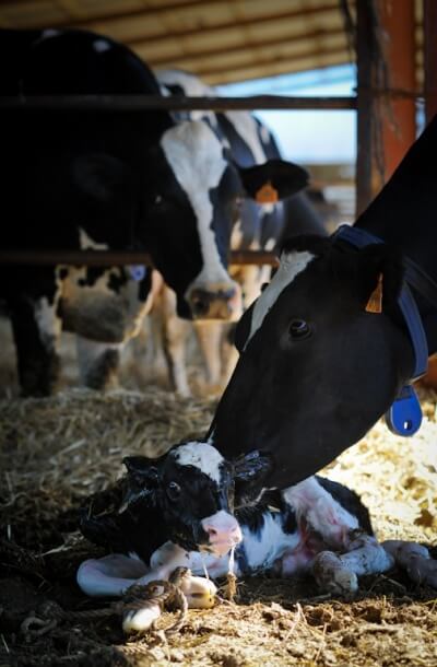 Mother Cow Bathing Newborn Calf