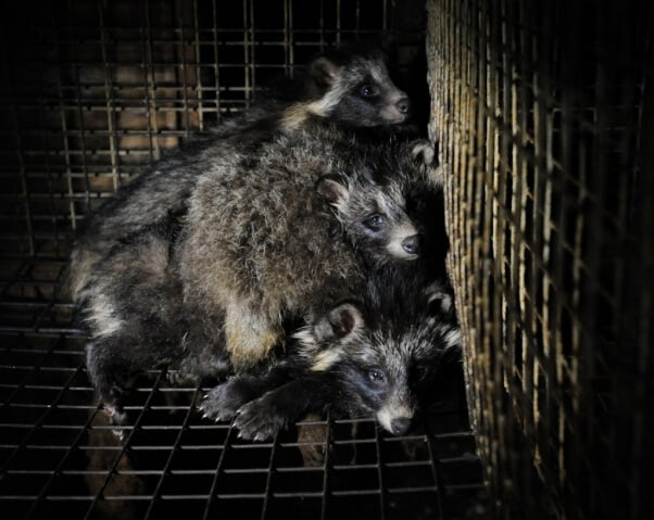 Mother Raccoon Dog and Her cubs trapped in fur farm