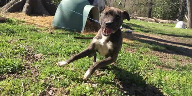 How PETA Helps Dogs Who Need It the Most