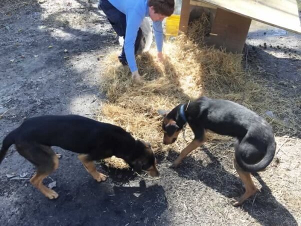 Chained dogs