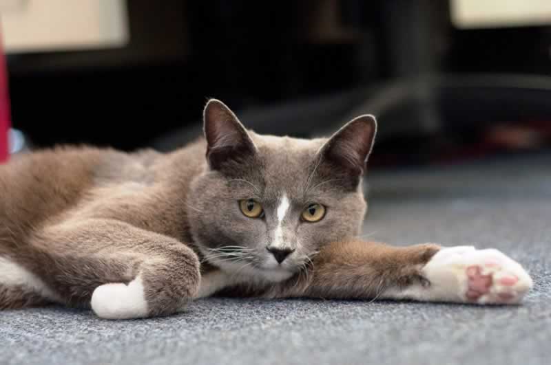 Caring for Cats PETA
