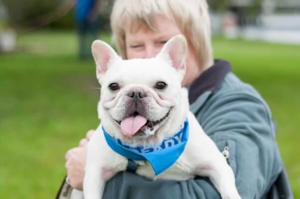 Cute dog at PETA Adopt-a-Thon