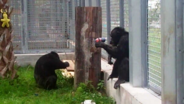 Joe and Geraldine at Save the Chimps