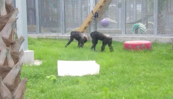 Joe and Geraldine at Save the Chimps