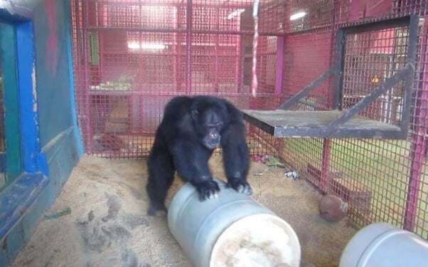 Connor at the Missouri Primate Foundation